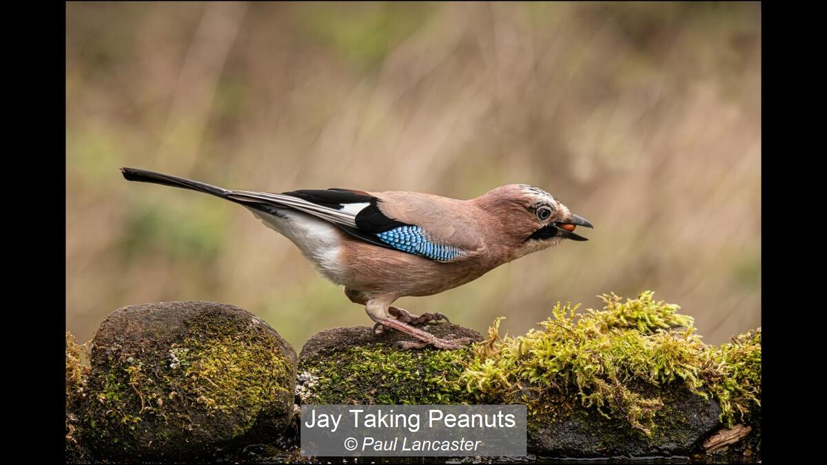 Jay taking Peanuts